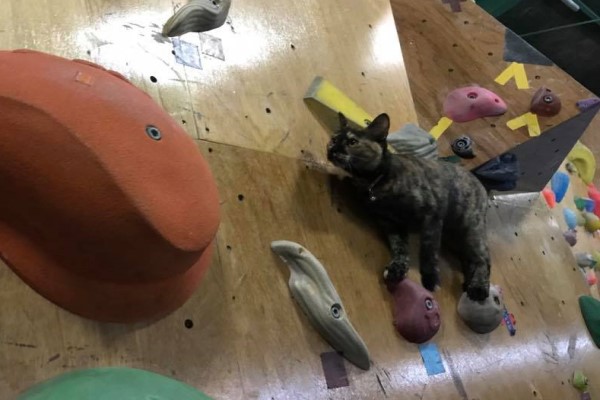玳瑁貓在體育館擔任「店經理」　熱衷攀岩自主訓練爬高高！
