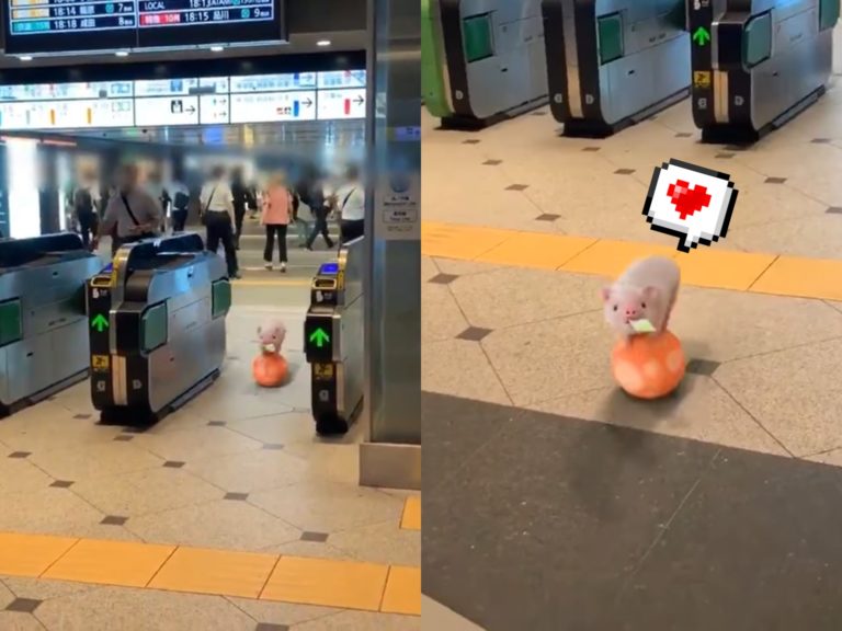 小萌豬Pinky靈活地踩踏著球穿越東京站閘門，瞬間萌翻許多網友。（圖／Twitter@micropig_Pinky） 