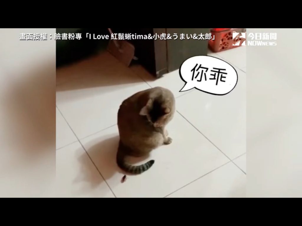 貓咪舞麥被馬麻捕捉到對小強超淡定應對，讓網友全看呆。（圖／臉書粉專「I Love 紅鬣蜥tima&小虎&うまい&太郎」授權提供） 