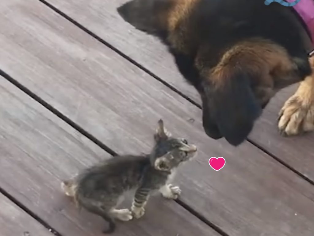 一隻小浪貓出現在狗狗家的院子，還將牠認做媽媽（圖／翻攝自FB@The Dodo）