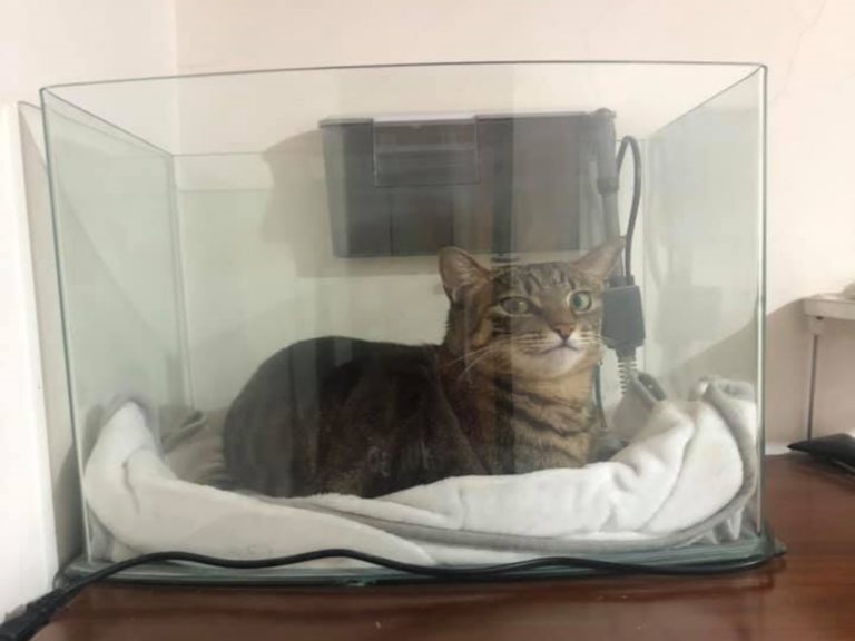 貓皇愛睡魚缸還面露得意笑　爸嘆：只能讓魚搬家了！
