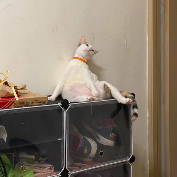 貓咪靠牆露粉嫩肥肚　一臉厭世網笑：牠有心事啦！