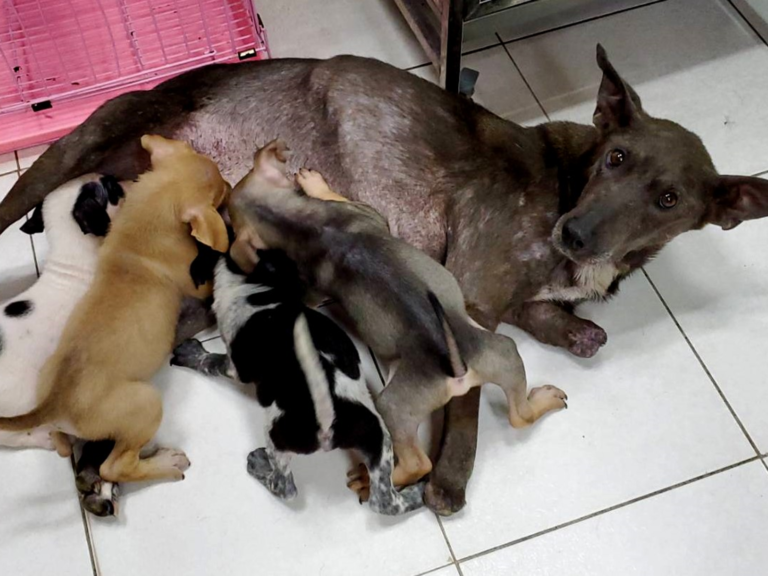 志工救援到一隻失去前腳掌的懷孕狗媽媽，安置在動物醫院並順利生下7隻幼犬。（圖／台灣動物緊急救援小組提供）