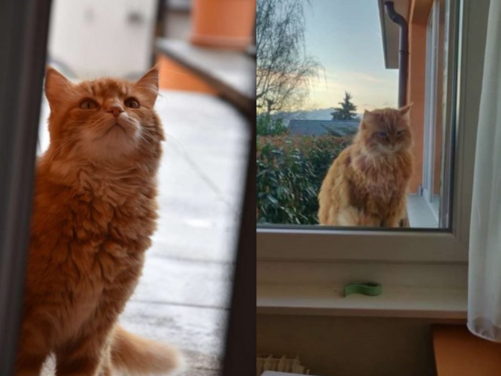 橘貓安納托爾搬家後會「敦親睦鄰」拜訪鄰居（圖／zoorprendente.com）