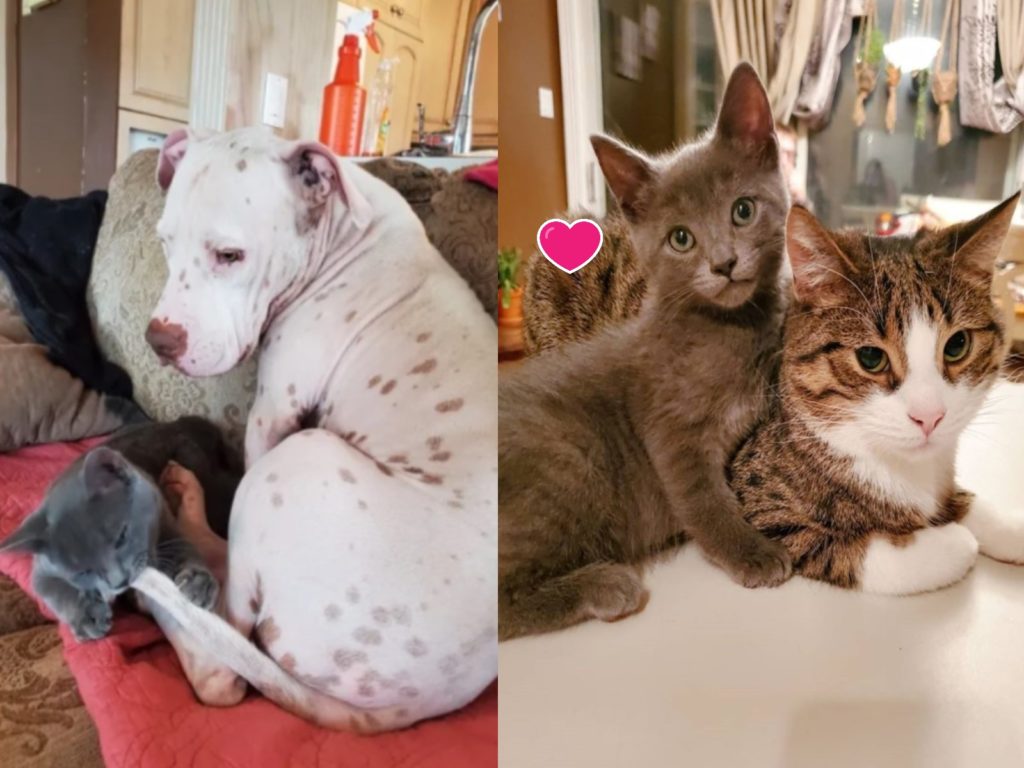 小灰貓在寄養家庭裡大展「親和力」（圖／IG@meggieslittlezoo）