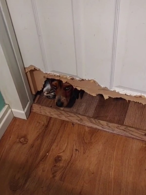 媽離開10分鐘驚見浴室門被「加裝狗洞」　汪探頭：妳去哪了？