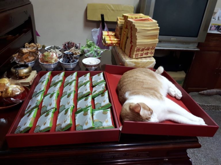 網友詹小姐的媽媽日前拜拜時，橘白貓竟跳上桌當「大禮貓」（圖／網友詹小姐授權提供）