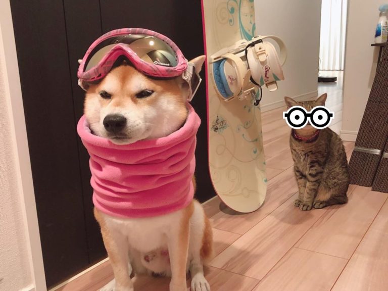 虎斑貓見柴柴好友穿「粉紅滑雪裝」背後偷笑　網：好欠揍！
