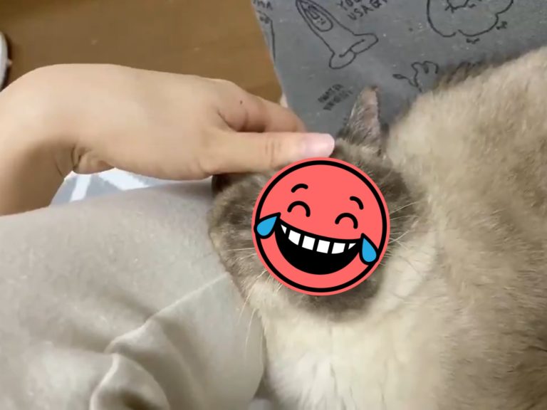 日本一隻貓咪平時明明很萌，睡顏卻超崩壞。（圖／Twitter@malon_inu） 