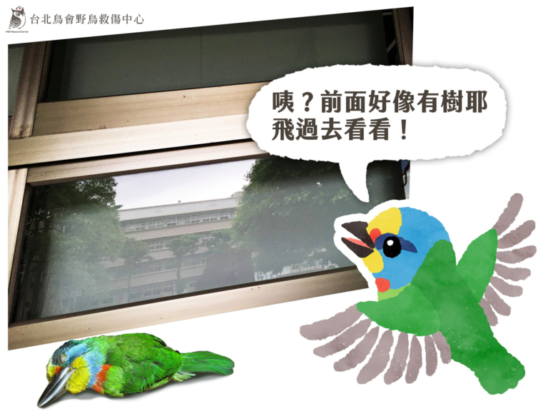野鳥面臨最大的「窗殺」生存威脅　友善鳥類請這麼做！
