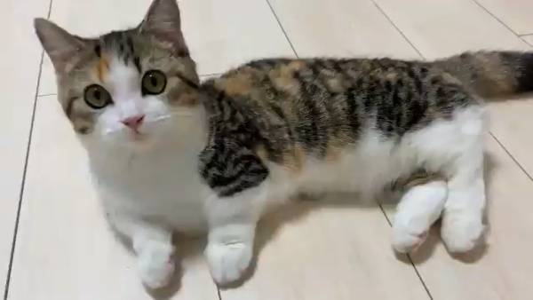 偶要開始囉！注意看！（圖／Twitter@minuet_rin） 