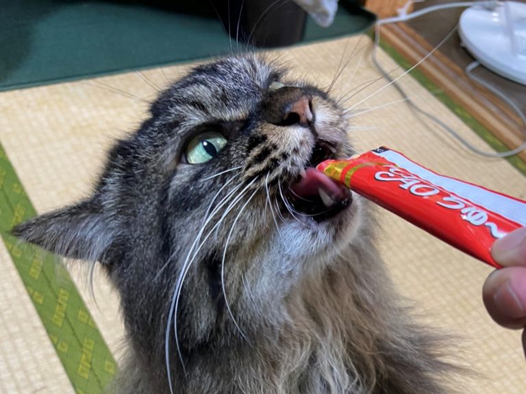 日本一名飼主的愛貓因為吃肉泥成癮而全身變形。（圖／Twitter@hidarikagetora） 
