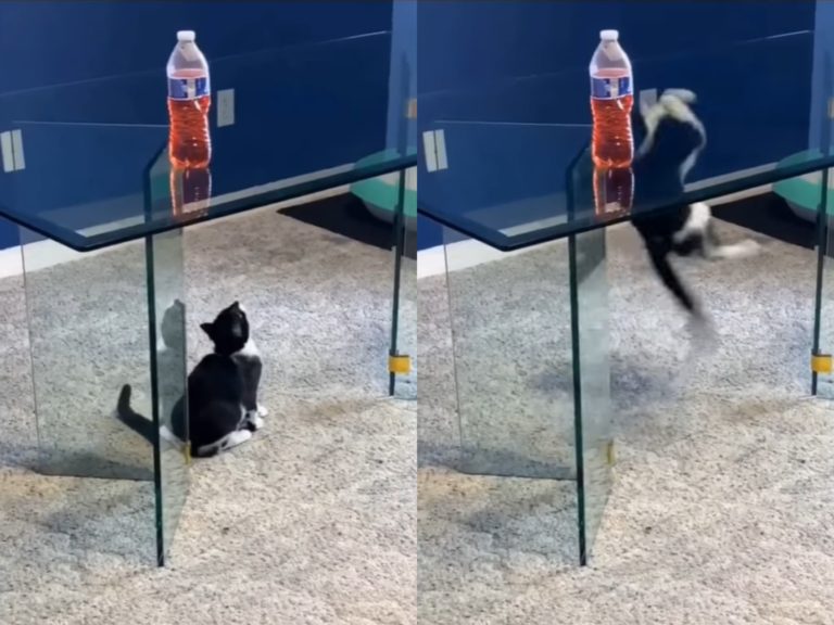 賓士貓一跳竟撞上玻璃桌，回頭一臉傻眼貓咪。（圖／reddit@u/nocturnal-reaper） 