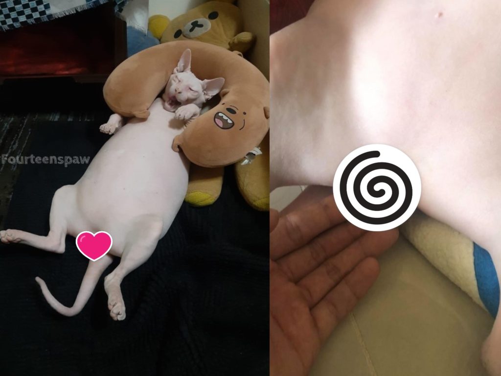 泰國一隻無毛貓因為微胖的身材以及光溜溜的「小鈴鐺」在網路爆紅（圖／FB@Fourteen’s Paw）