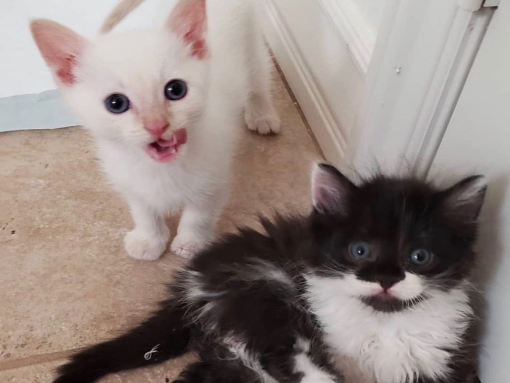 一隻懶惰鬼，一隻過動兒，兩隻小貓湊在一起還能做伴找到家！（圖／IG@jenfosterskittens）