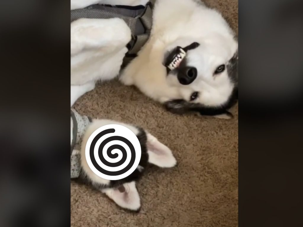 兩隻哈士奇看見馬麻正在錄影，竟然一起露牙齒憨笑（圖／翻攝自Tik Tok@layneemariee_）