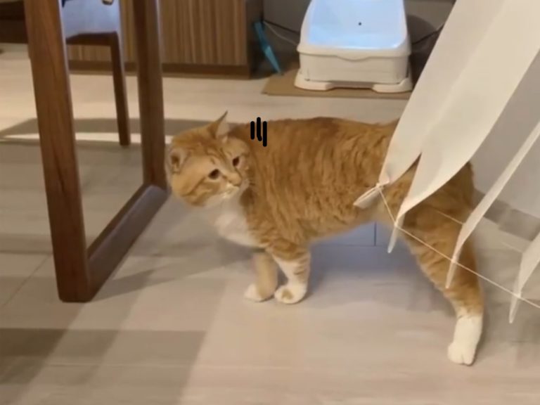 日本橘白貓「Guppy」因為太胖不小心卡在窗簾上（圖／IG@gupitaro）