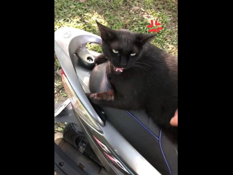 影／女子急上班黑貓霸占摩托車狂回嘴　她無奈：不然你養我？
