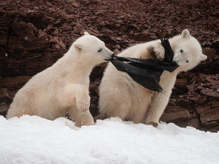 北極探險隊負責人詹斯在挪威雪地裡，看見北極熊寶寶拉扯黑色塑膠袋並吃下肚（圖／IG@wikstrom_photography）