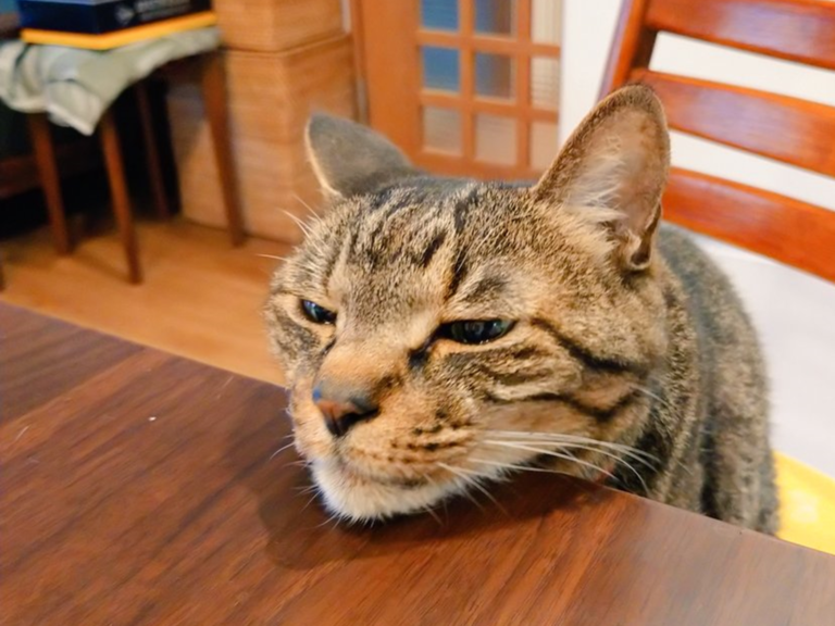 日本貓奴告誡貓手不能伸到餐桌，天才虎斑貓竟「饋下巴」（圖／Twitter@tsudajunko）