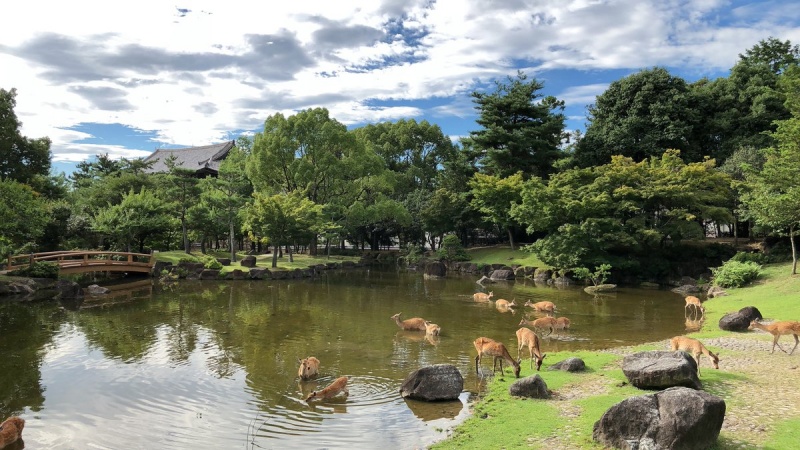 小鹿聚集在水塘邊戲水。（圖／Twitter@nara_cpbr ） 