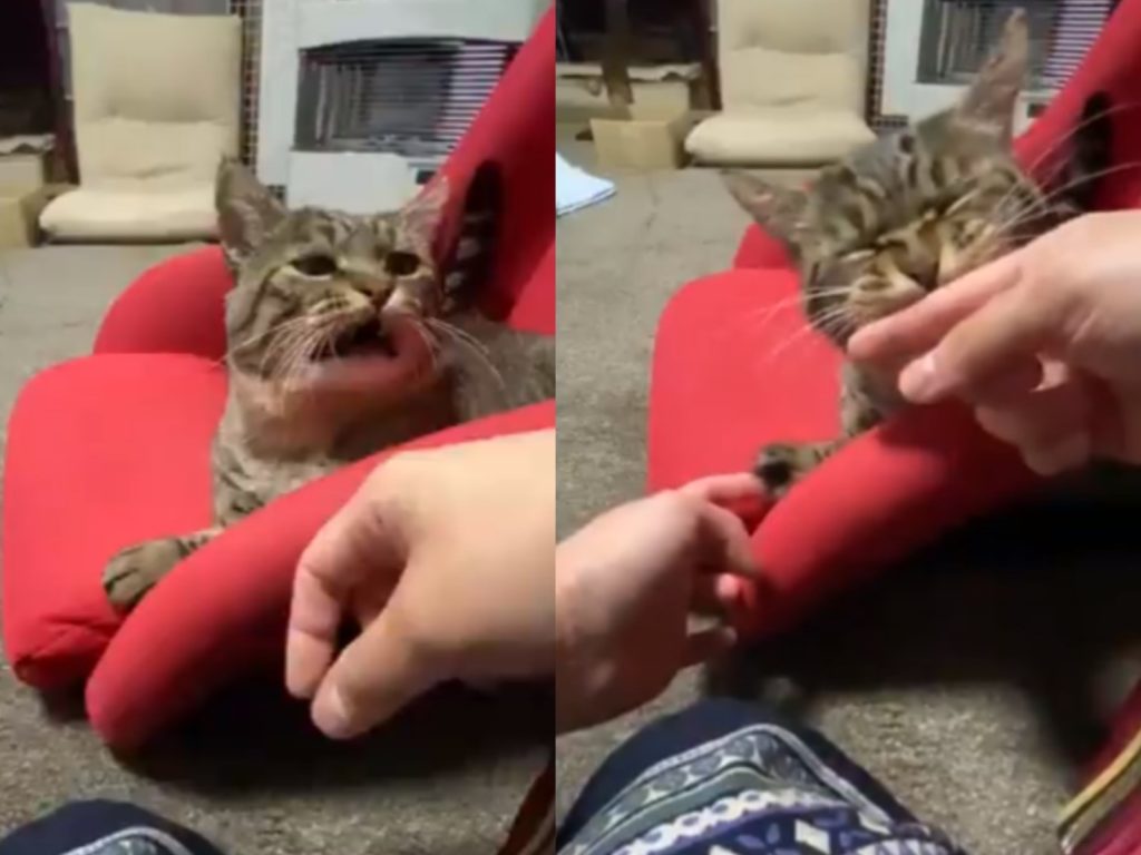 虎斑貓被摸肉球後，竟然忘情地吸主人手指（圖／twitter@xmametarox）