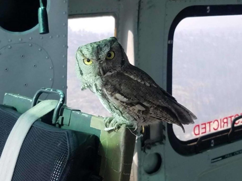一隻貓頭鷹突然飛進救火直升機的駕駛艙裡，與駕駛員對視（圖／FB@Sky Aviation）
