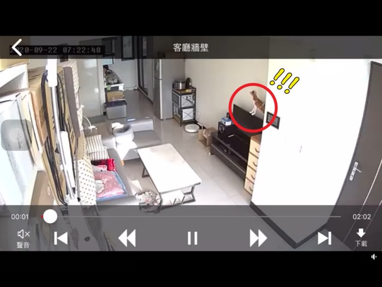 網友蘇孟昱一天竟從監視器看到愛貓波比「殺害」電視機的過程。（圖／網友蘇孟昱提供） 