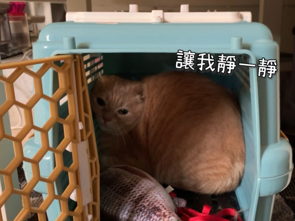 帶貓搬家要知道這些事，讓主子慢慢適應新環境。（圖／貓與香菜提供） 