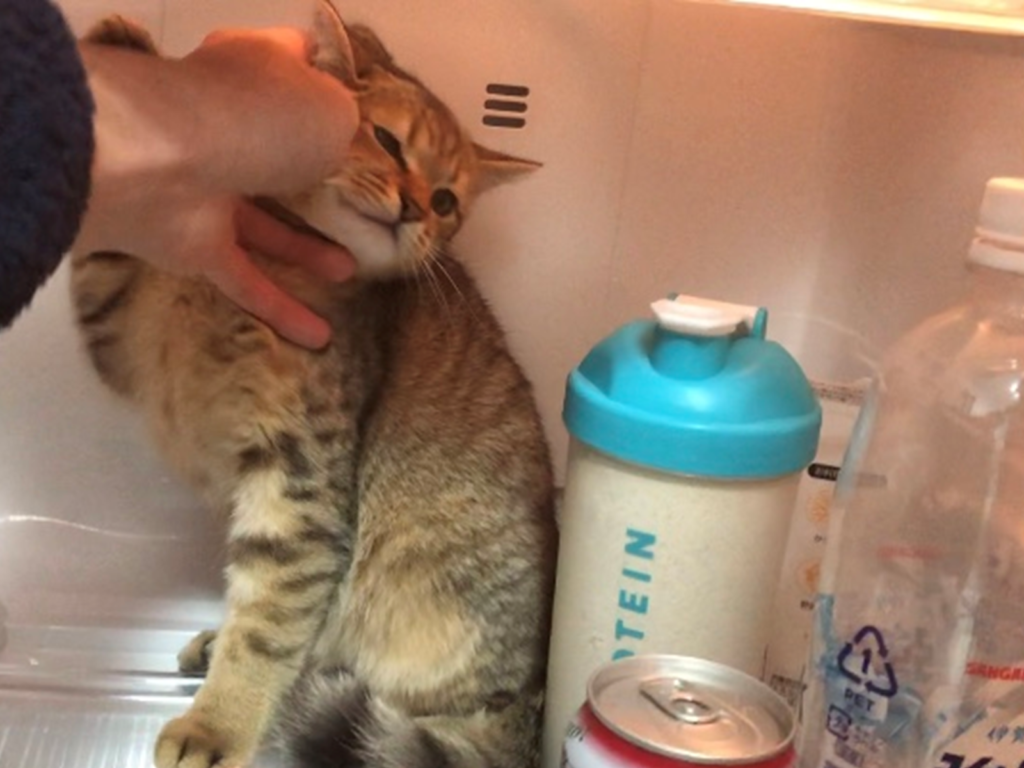 當冰箱門一開，喵星人神速鑽進去。（圖／Twitter@minira_diary）