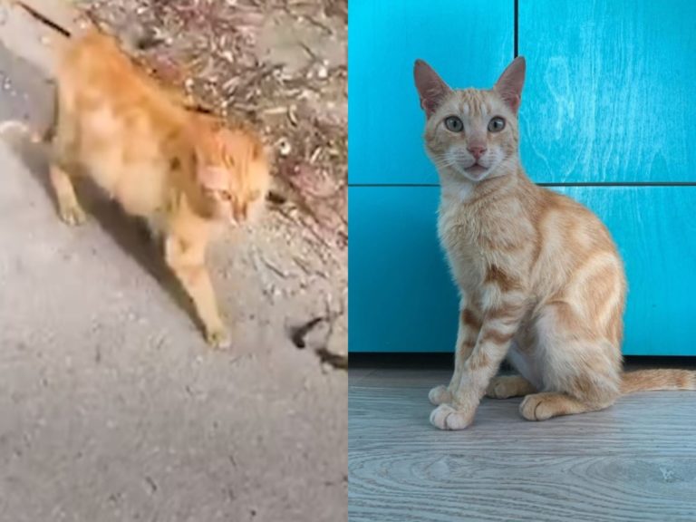 希臘一名愛貓某天遇見一隻浪橘一路跟車（圖／翻攝自Youtube@The Dodo、IG@thearcanimalsanctuary）