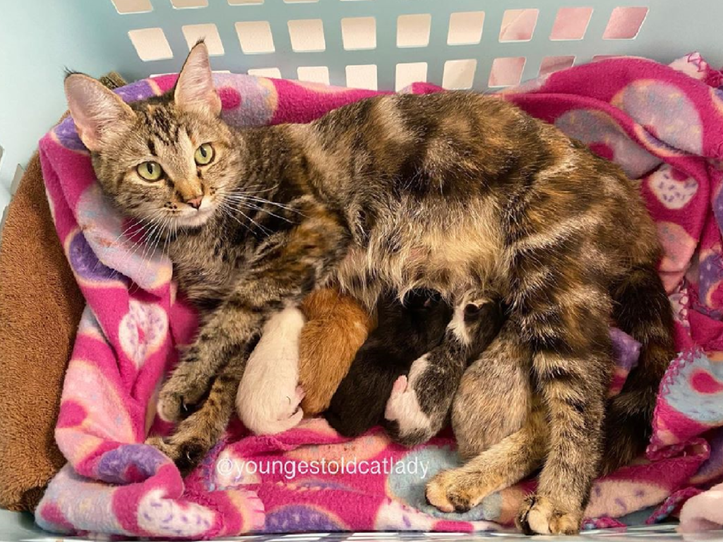 貓媽媽：謝謝你給我們一個溫暖的家～（圖／Instagram@youngestoldcatlady）