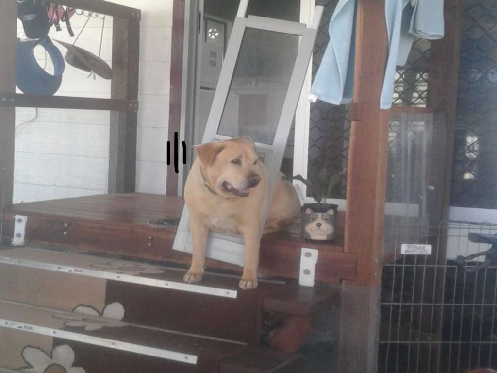 狗狗德拉克想鑽過狗門時，意外卡門還將整扇門窗拆下來！（圖／Charmaine Hulley）