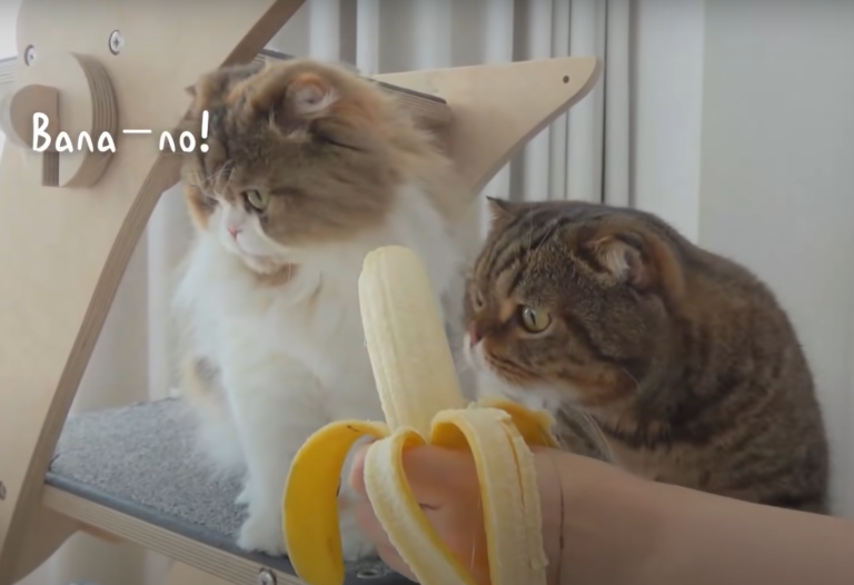 其他貓貓對香蕉一點興趣都沒有～（圖／Youtube@Kittisaurus） 