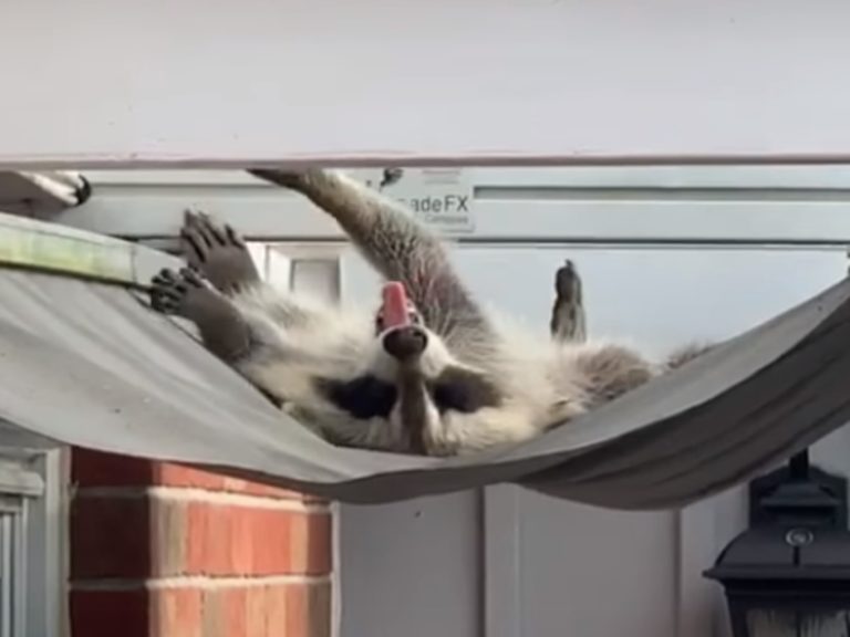 加拿大一隻野生浣熊將遮陽棚當作吊床，爽曬日光浴（圖／翻攝自FB@Heather Jenkins）