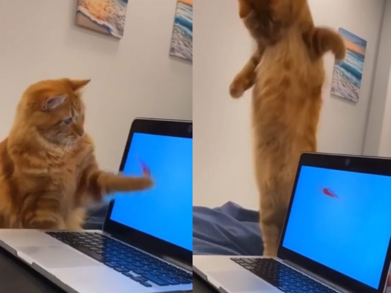 橘貓看見螢幕裡的金魚，竟跟著扭腰擺臀！（圖／IG@leoscatdays）