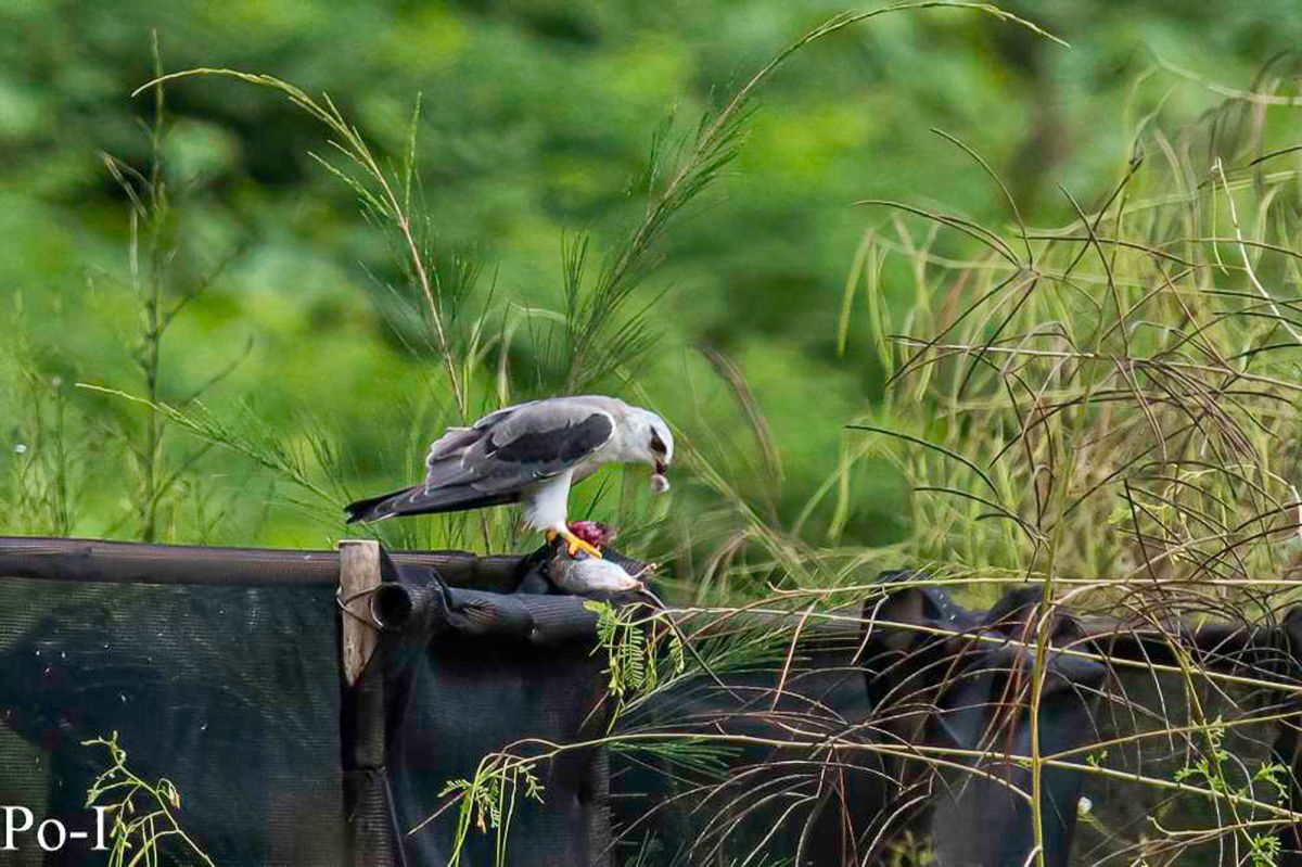▲鳥友到桃園許厝港拍攝灰斑鶲，卻意外拍到一隻黑翅鳶捕食巨鼠的珍貴畫面。（圖／拍鳥俱樂部胡博奕提供）