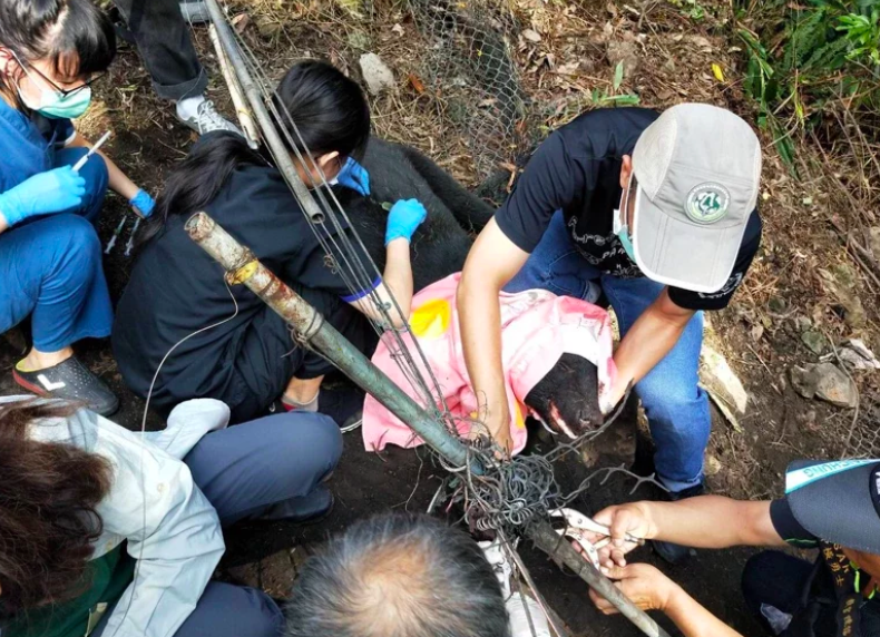 ▲台中市和平山區今（1）日在在某處果園發現一隻台灣黑熊遭套索鎖住，林管處與特生中心獲報後前往營救，以麻醉槍讓黑熊倒地，目前黑熊已被安置並持續救治中。（圖/警方提供）