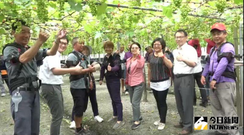 影/採摘葡萄省力輔具 幫助農友遠離腰酸背痛