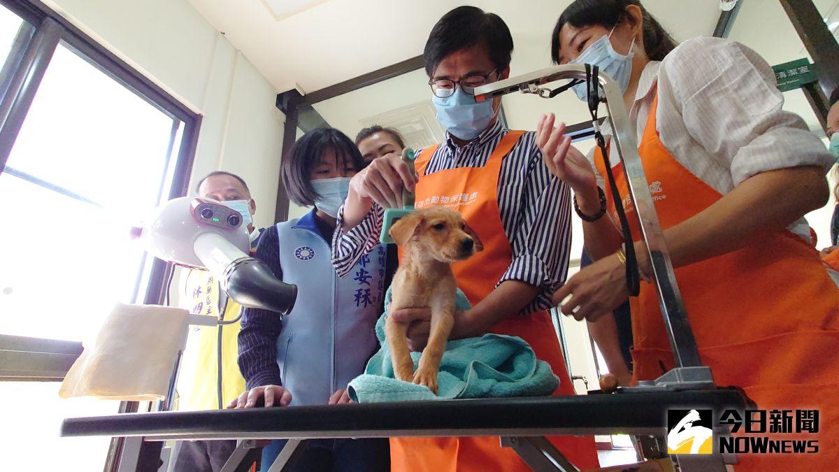 ▲陳其邁在燕巢動物保護關愛園區幫米克斯毛小孩「圓圓」洗澡吹毛。（記者鄭婷襄攝）