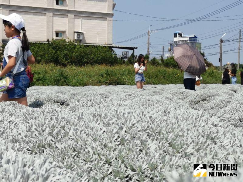 ▲田尾鄉一處芙蓉草祕境，近日因許多網美部落客打卡而爆紅，吸引許多民眾爭相朝聖。（圖／記者陳雅芳攝，2020.10.04）