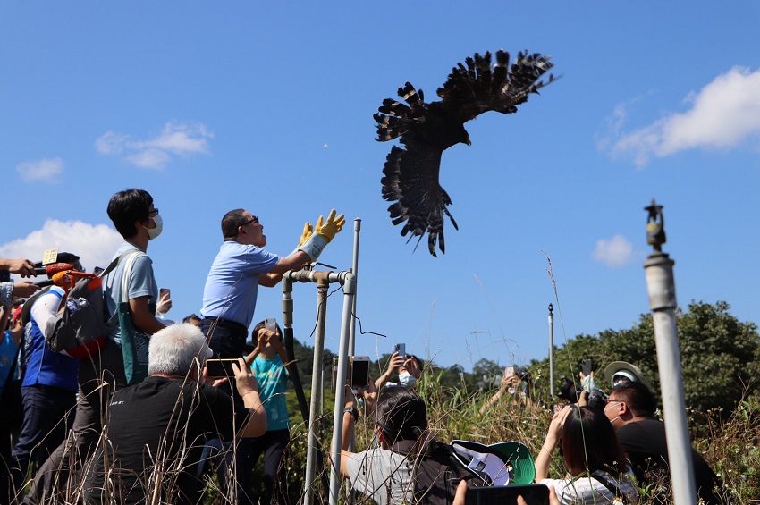 ▲侯友宜特別選在石碇區小格頭野鳥中途之家，野放兩隻受傷復原的大冠鷲。(圖/新北動保處提供)