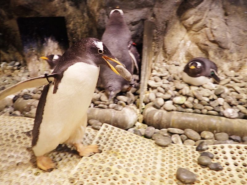 企鵝不太乖！海生館限定活動帶大家看企鵝成長和日常
