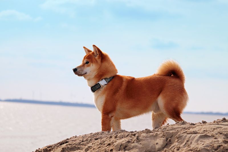 ▲柴犬。(示意圖,與文章中內容無關/取自