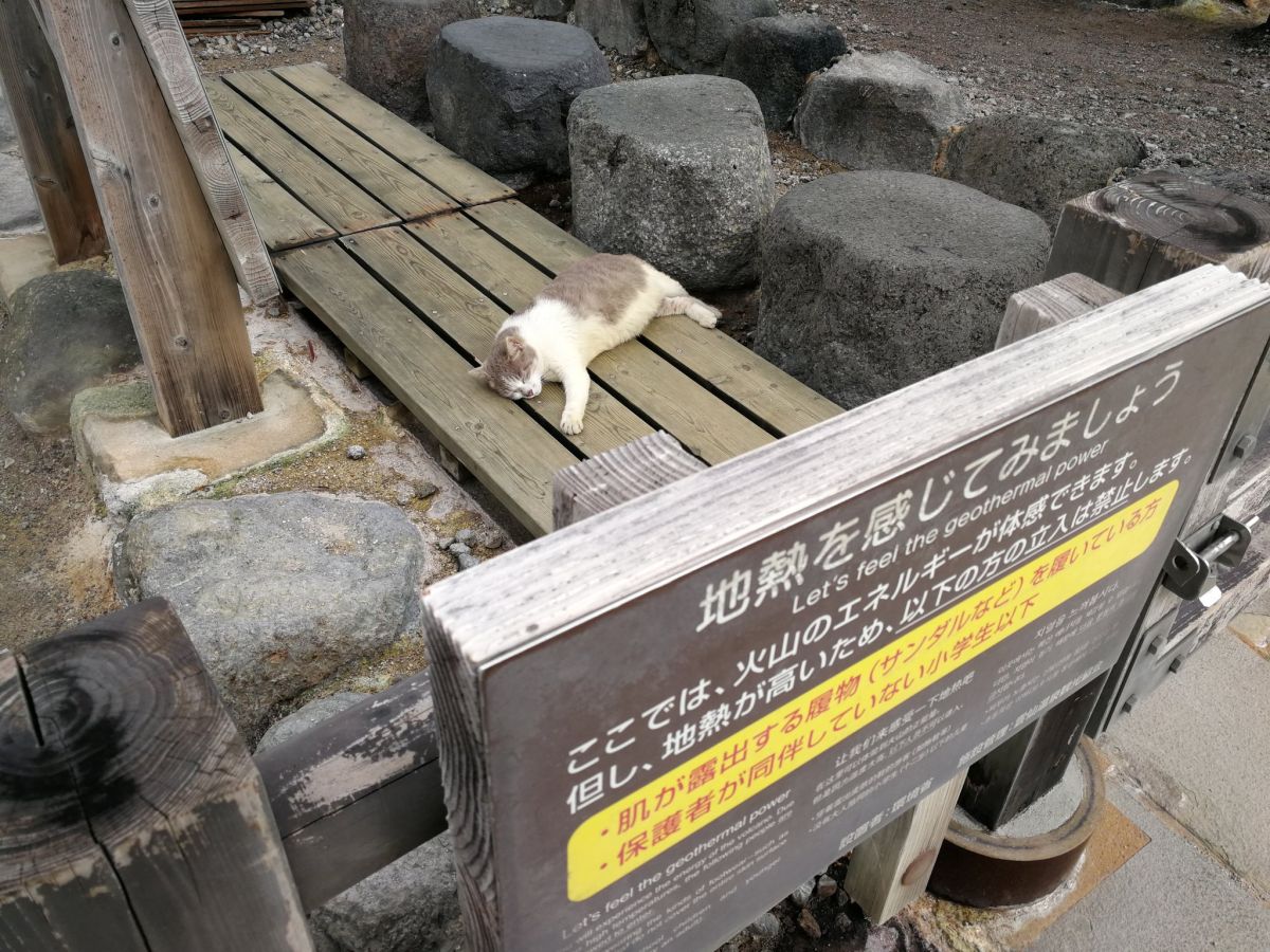 ▲日本推主來到溫泉勝地，竟看見浪貓爽爽趴在體驗地熱區！（圖／Twitter@hika_eki）