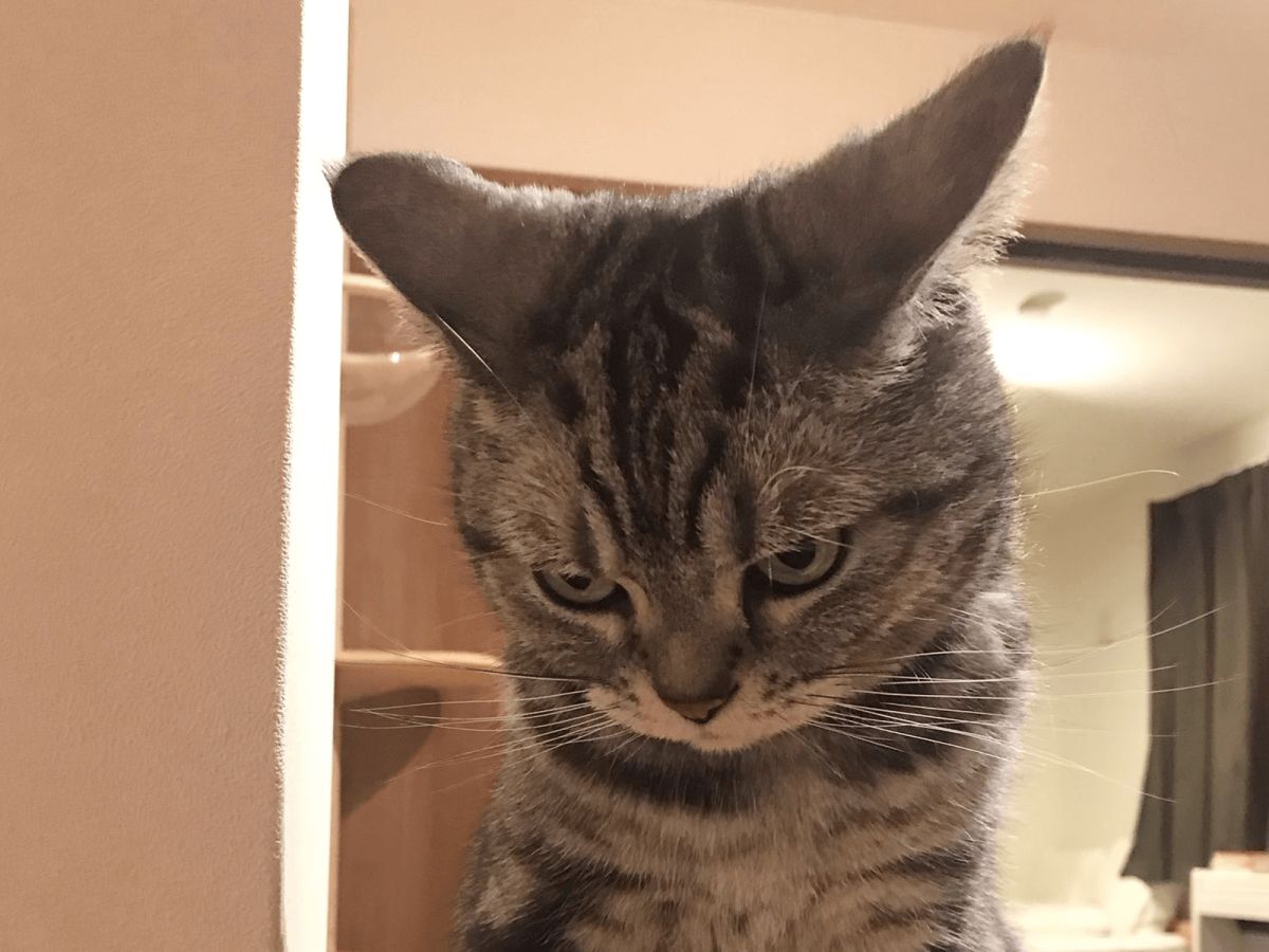 ▲到了就寢時間忽然感覺到喵皇怒視的眼神，奴才冒冷汗說：「我想我該關燈了！」（圖／Twitter@zawakoz）