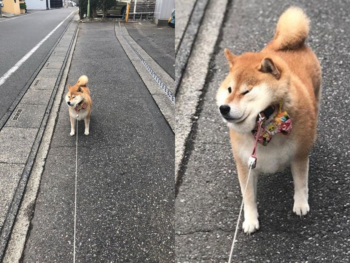 ▲日本柴犬Hana（ハナ）為了要主人往另一個方向走，竟直接拒絕移動不動如山。（圖／Twitter@87shiba87）