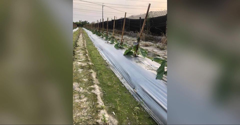 ▲對於教召將採一年一訓，自耕農提出生活面的困難點。（圖／翻攝《爆怨公社》）