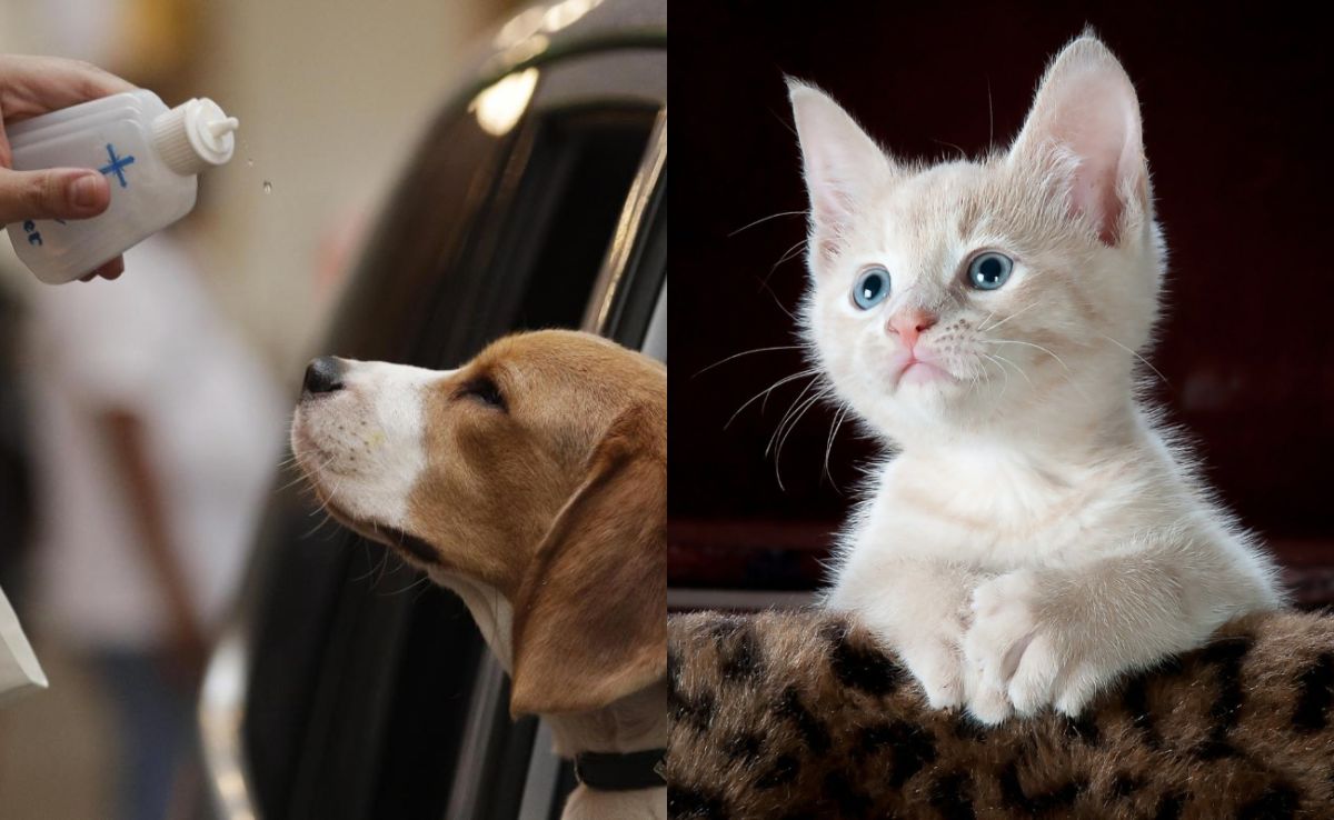 ▲（圖／左圖為美聯社／達志影像，右圖為Pixabay）