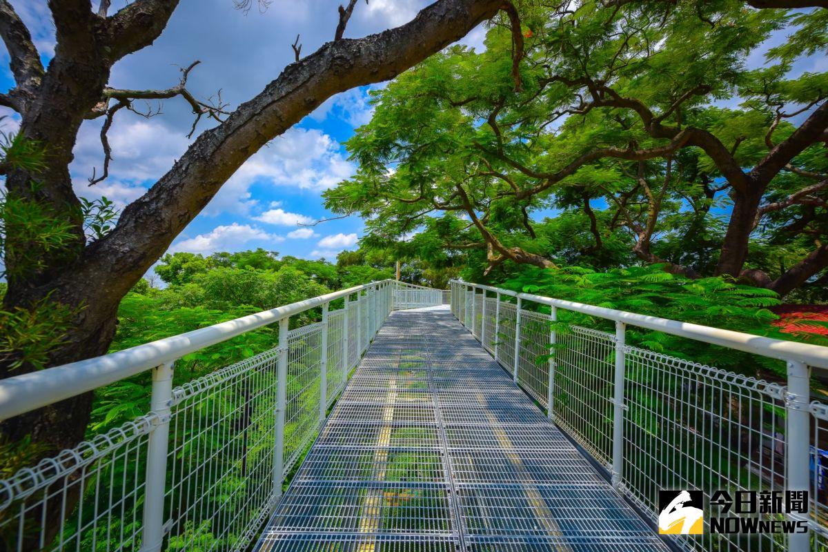 ▲彰化市八卦山天空步道，傍著林梢像走在森林上。（圖／記者陳雅芳攝，2020.10.07）